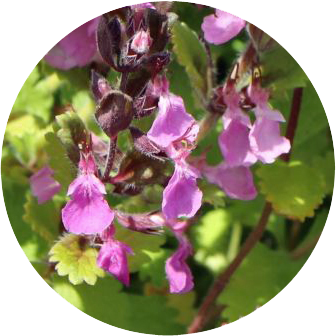 Edel Gamander - Teucrium chamaedrys